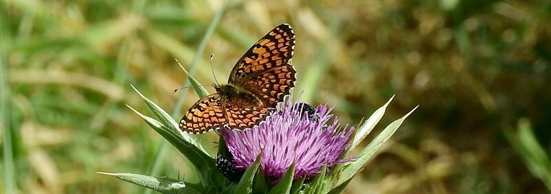 קובץ:Nimfit yerushalaim(1).jpg