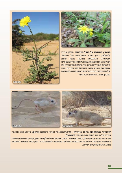 קובץ:HolotBooklet.pdf