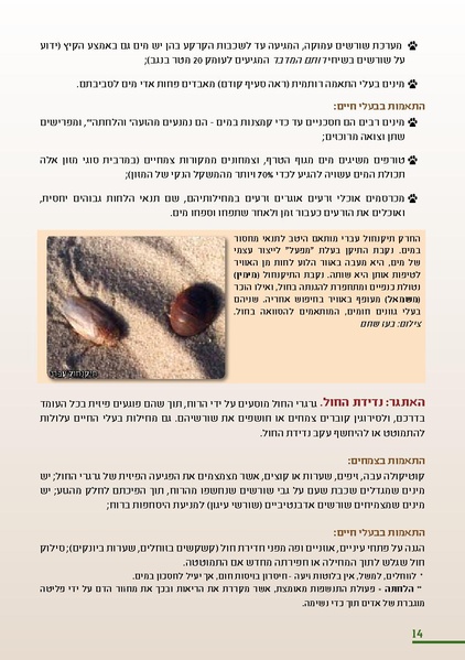 קובץ:HolotBooklet.pdf