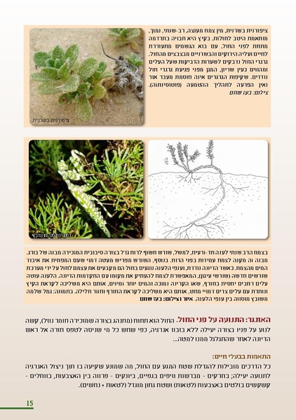 קובץ:HolotBooklet.pdf