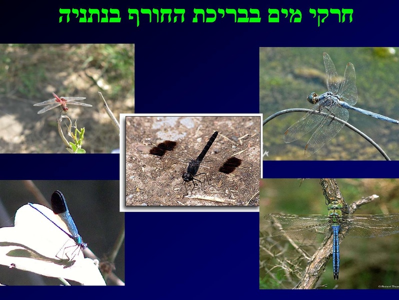 קובץ:SarigGafny.pdf