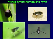 לדף הבא ←