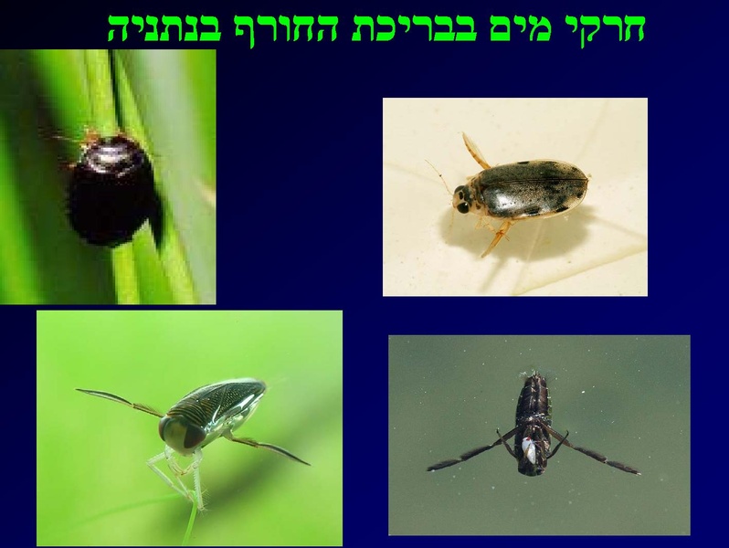 קובץ:SarigGafny.pdf