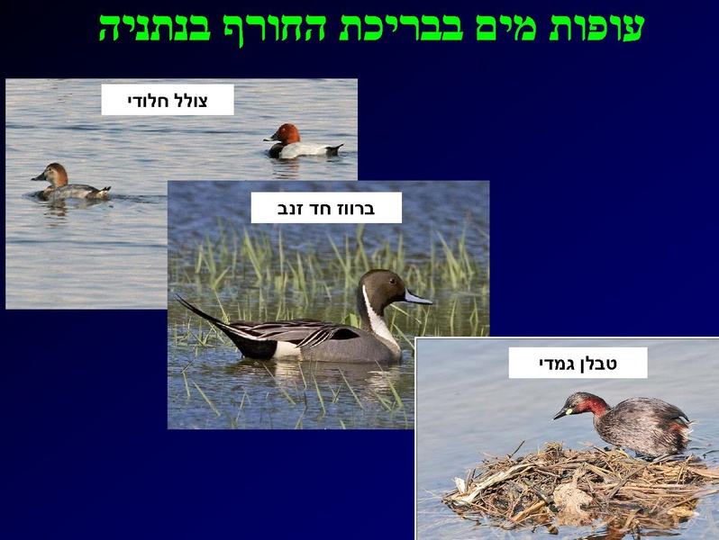 קובץ:SarigGafny.pdf