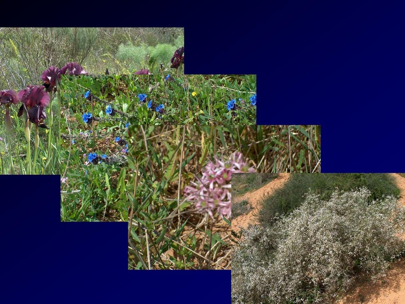 קובץ:SarigGafny.pdf