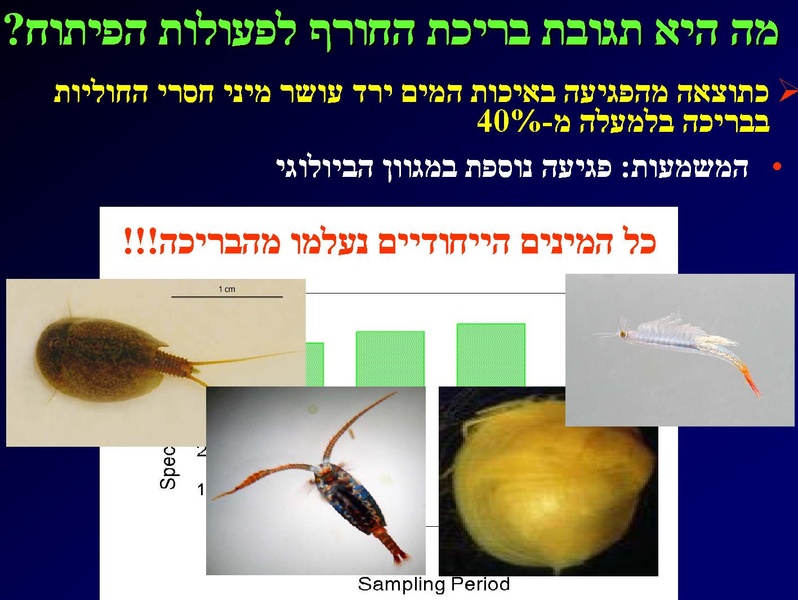 קובץ:SarigGafny.pdf