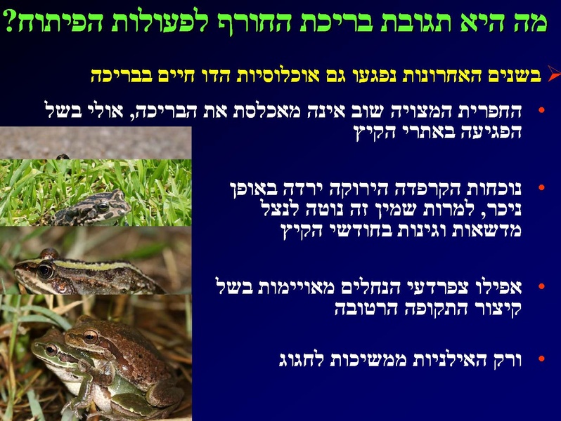 קובץ:SarigGafny.pdf