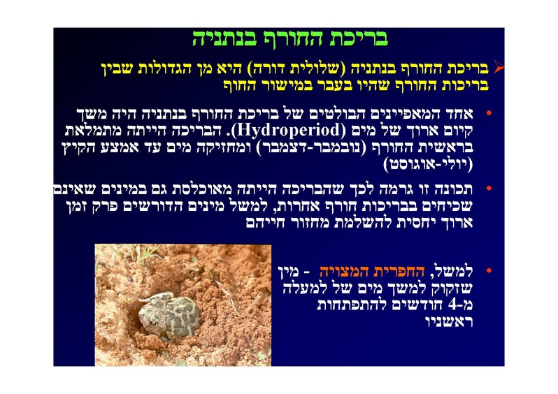 קובץ:SarigGafny.pdf