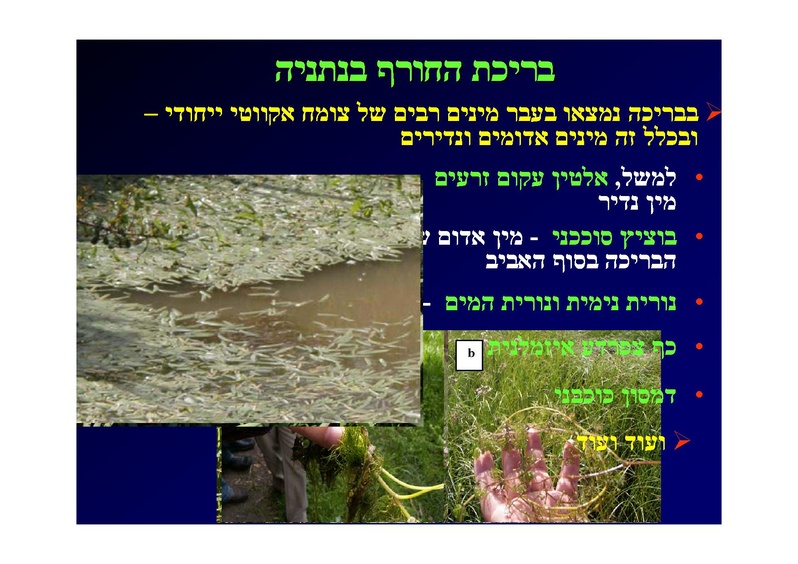 קובץ:SarigGafny.pdf