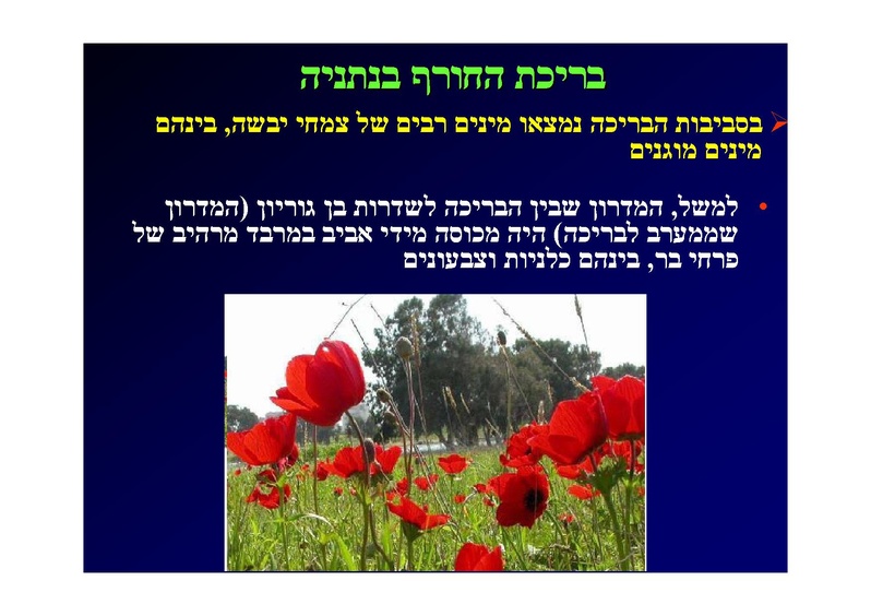 קובץ:SarigGafny.pdf