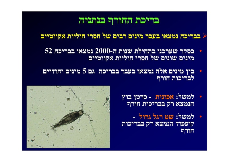 קובץ:SarigGafny.pdf