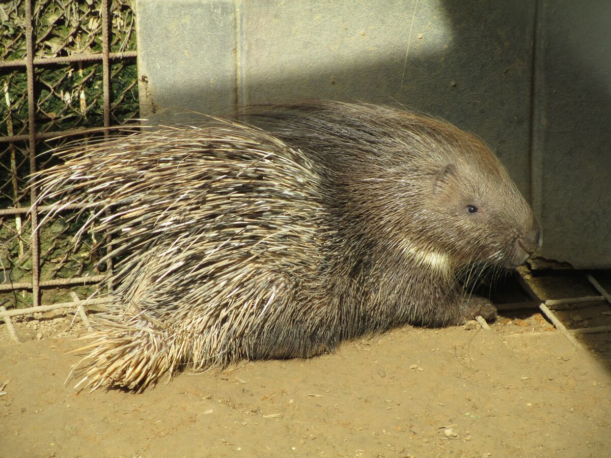 תמונת רקע לדף אמת ושקר על הדורבנים