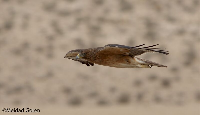 קובץ:Aitnizi meidadgoren.jpg