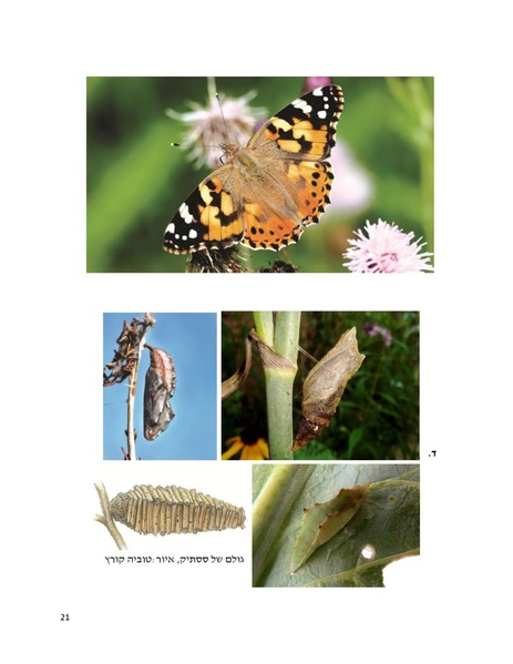 קובץ:EducationButerfliesCount(1).pdf