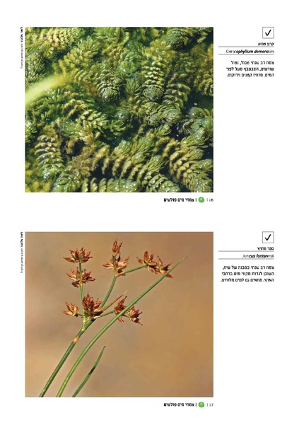 קובץ:TEV Water Plant v.pdf