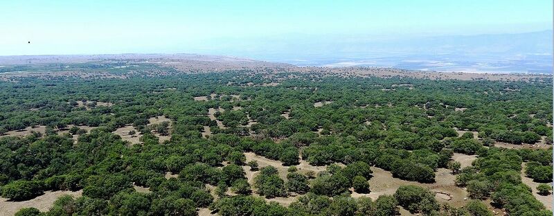 קובץ:Yaar odem2 dov.JPG