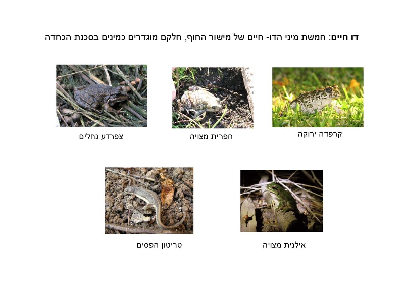 קובץ:AvitalGazitLironGoren.pdf