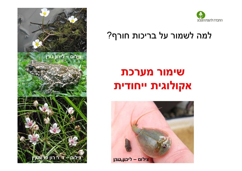 קובץ:AlonRotschild.pdf