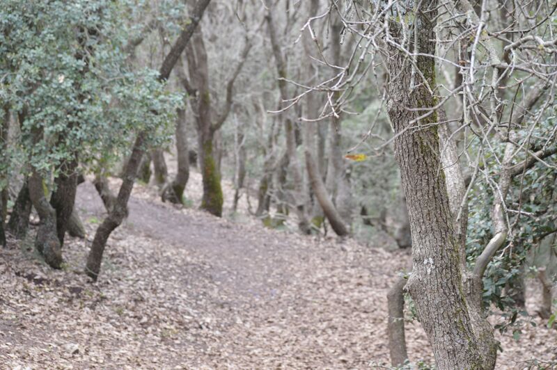 קובץ:DSC 0125.jpg