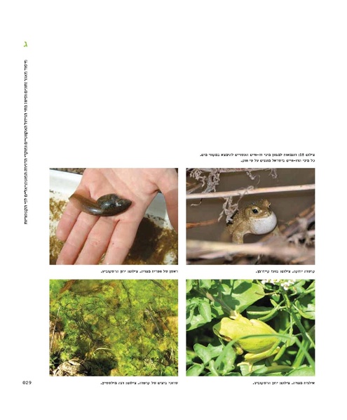 קובץ:Mimshak yatushim.pdf