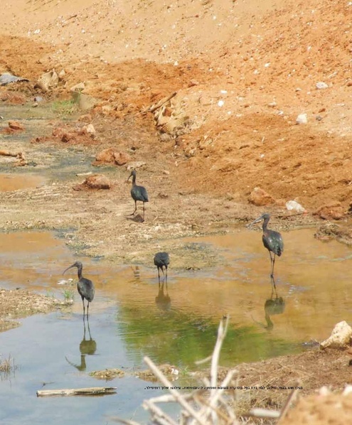 קובץ:Mimshak yatushim.pdf