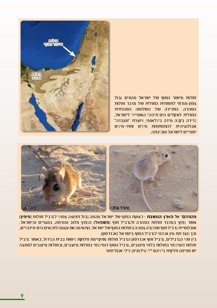 קובץ:HolotBookletDistribution.pdf