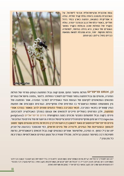קובץ:HolotBookletDistribution.pdf