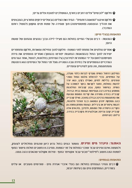 קובץ:HolotBookletDistribution.pdf