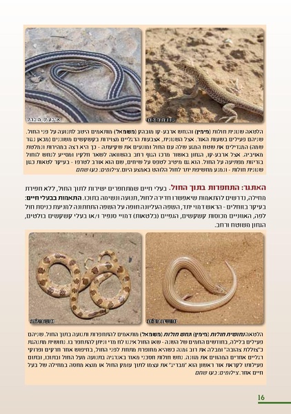 קובץ:HolotBookletDistribution.pdf