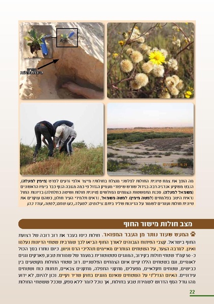 קובץ:HolotBookletDistribution.pdf