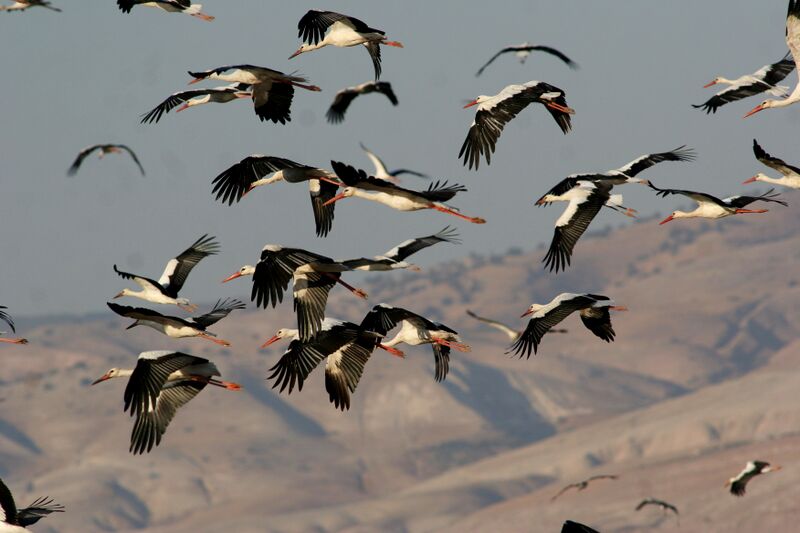 קובץ:Hasidot yonatan.jpg