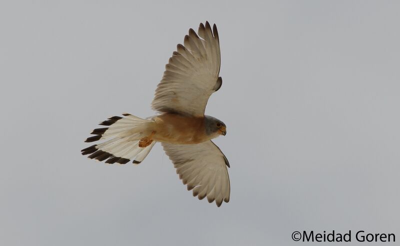 קובץ:P3A2193 (1)(1).jpg