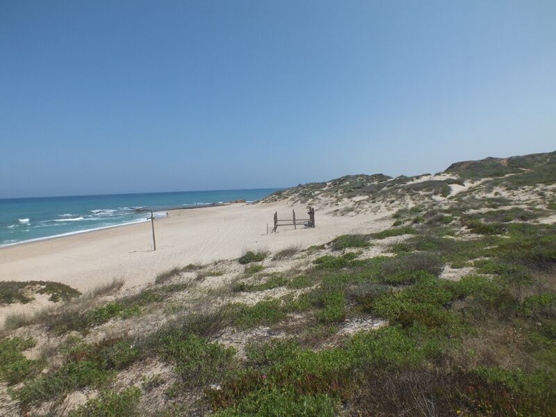 קובץ:צומח חוף ים.jpg