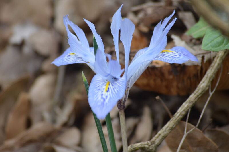 קובץ:Irus halevanon(1).jpg