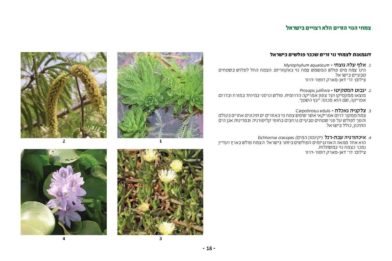 קובץ:Noy.pdf