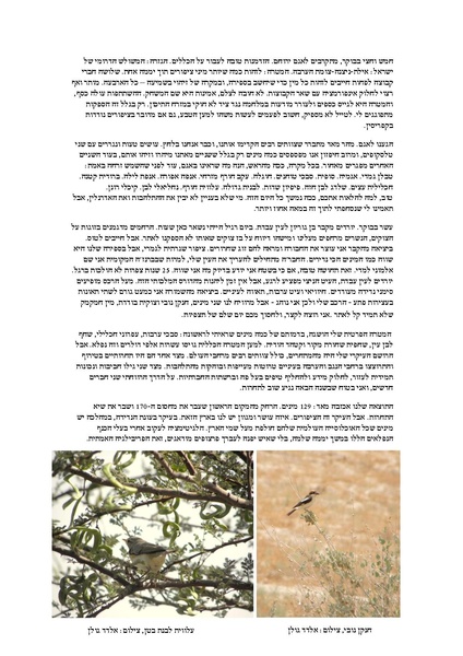קובץ:Nedida(1).pdf