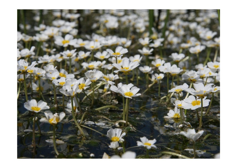 קובץ:DotanRotem.pdf