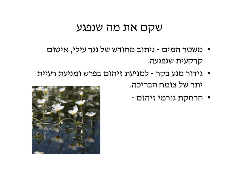 קובץ:DotanRotem.pdf