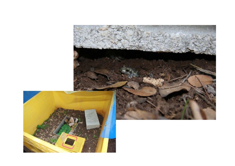 קובץ:DotanRotem.pdf