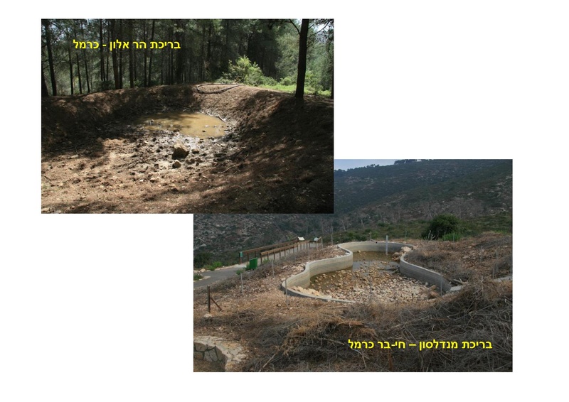 קובץ:DotanRotem.pdf