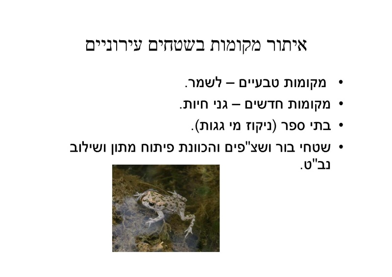 קובץ:DotanRotem.pdf