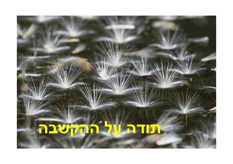 קובץ:DotanRotem.pdf