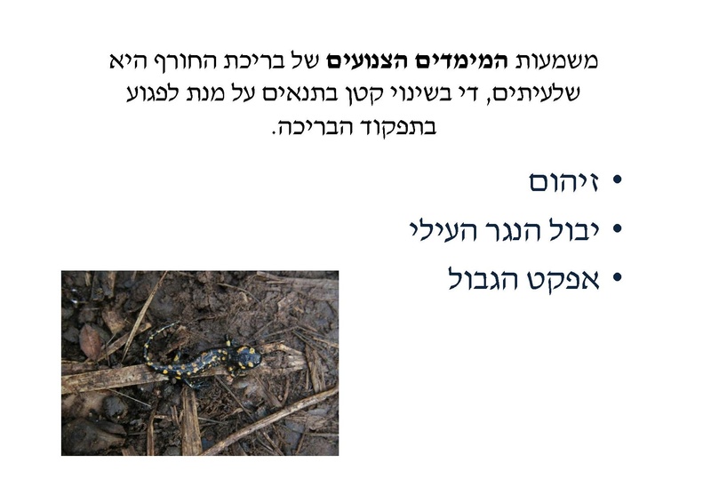 קובץ:DotanRotem.pdf