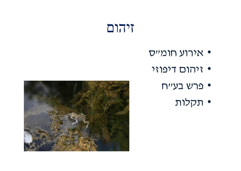 קובץ:DotanRotem.pdf