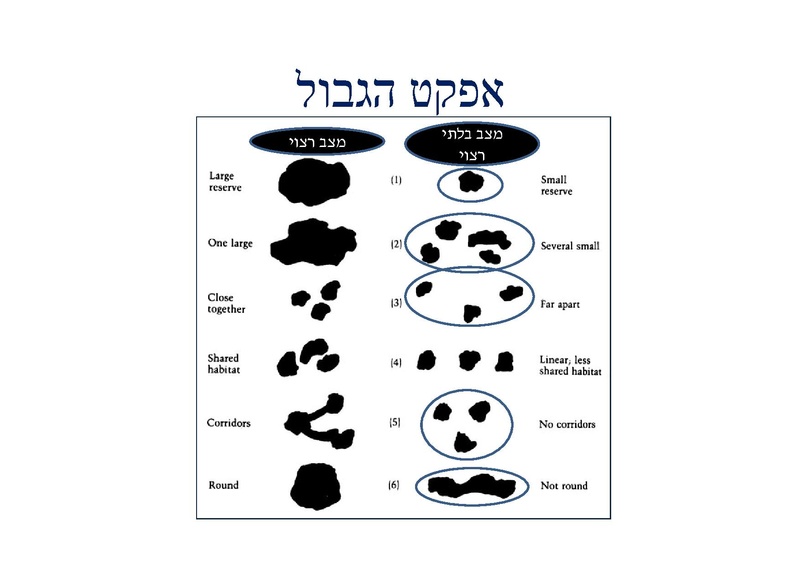 קובץ:DotanRotem.pdf