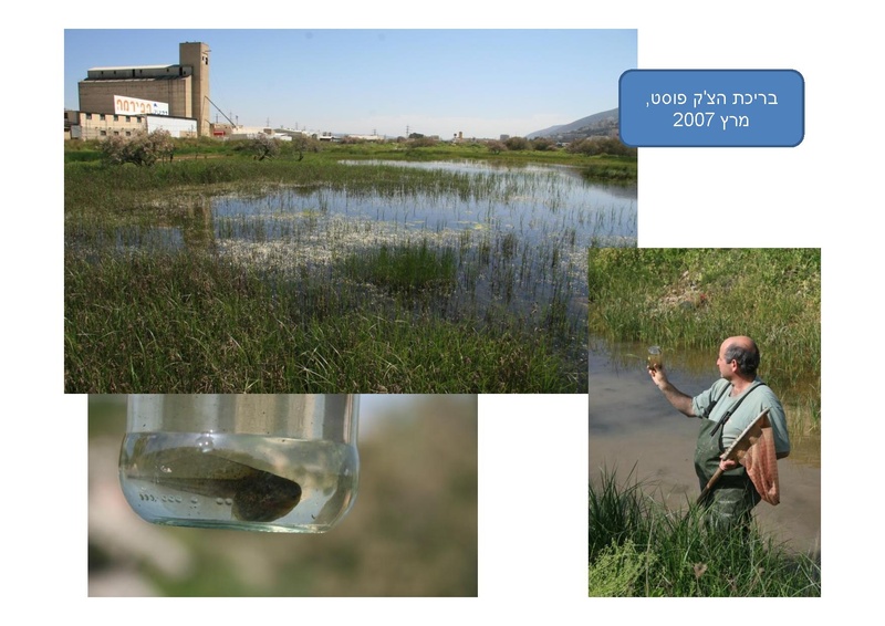 קובץ:DotanRotem.pdf