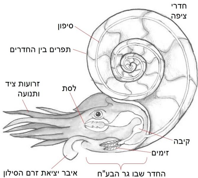 קובץ:A(27).jpg