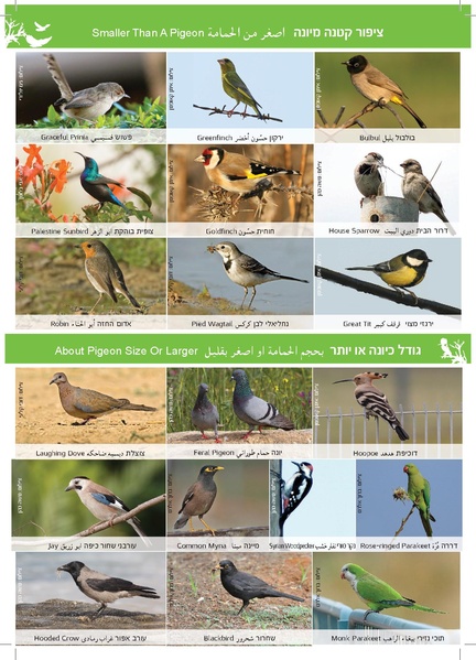 קובץ:Hanchayot2017.pdf