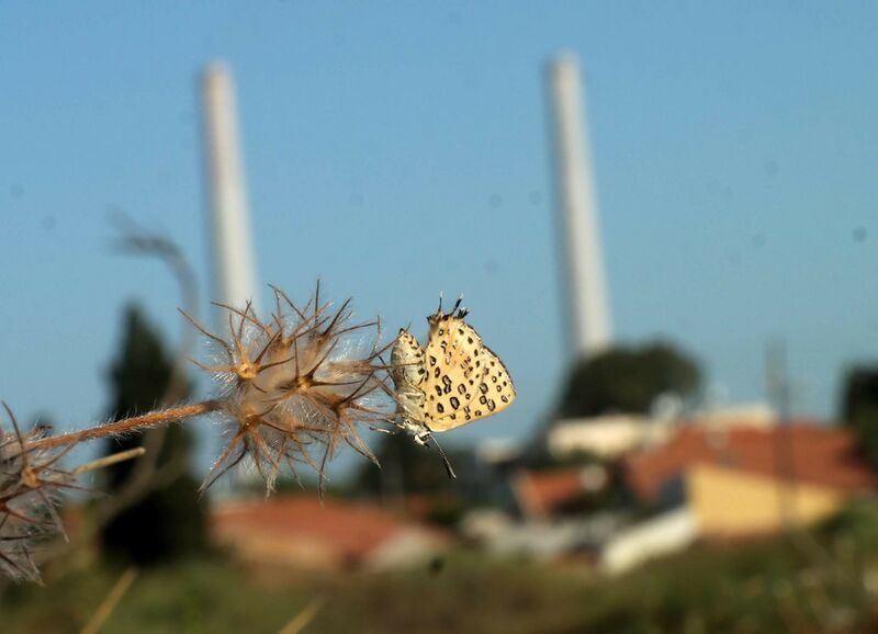 קובץ:Galill moshe l.jpeg