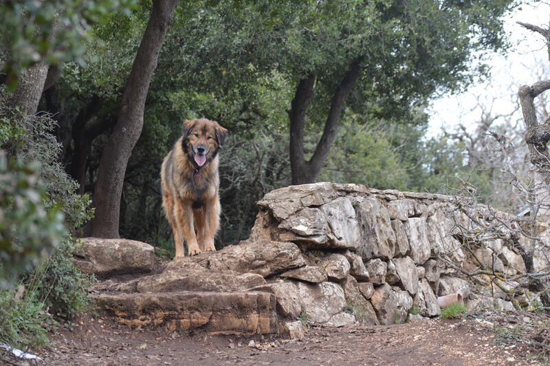 קובץ:DSC 0117(1).jpg